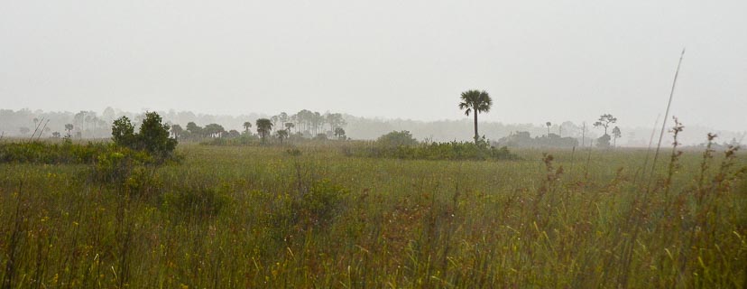 Landscape Everglades longrange