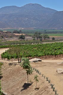Landscape Mexico vineyard valley