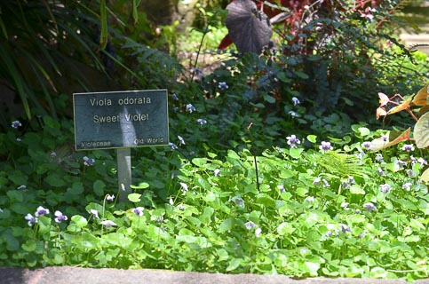 Landscape Viola sp.