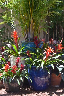 Landscape containers with bromeliads