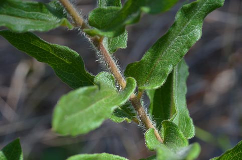 Leaf Aesclipias tuberosa