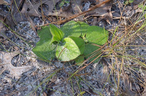 Leaf Helianthus radula Rayless sunflower