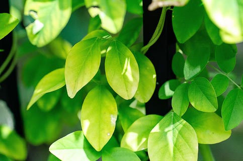 Leaf Nutrient deficiency Nitrogen Butterfly pea