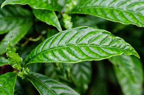 Leaf Psychotria nervosa Wild coffee