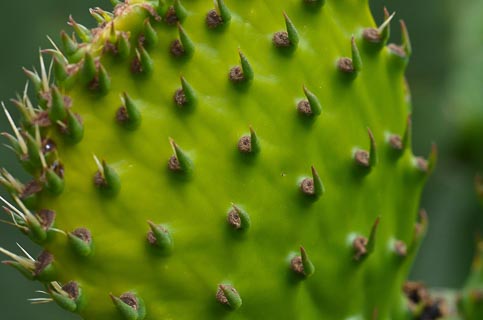 Leaf cactus CA