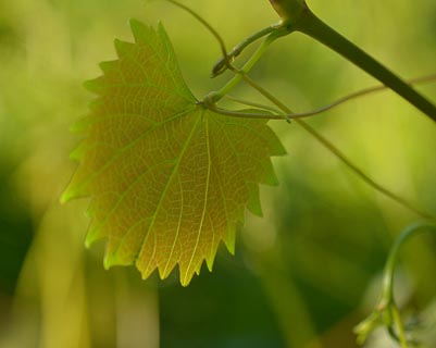 Leaf grape vine cling