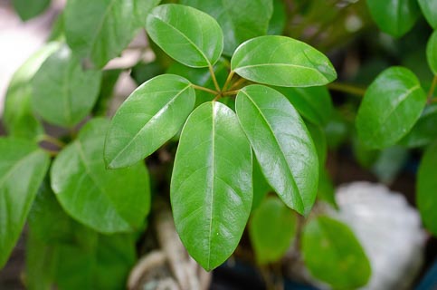 Leaf palmately compound Schefflera