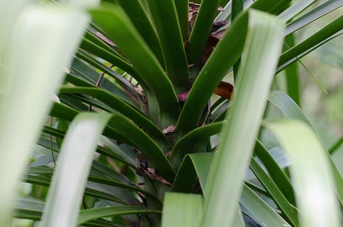 Leaf sheath Ponytail palm