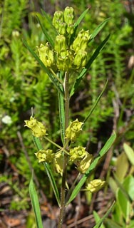 Plant Asclepius Wekiva sandhill