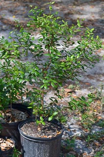 Plant Myrcianthes fragrans in 3 gal pot