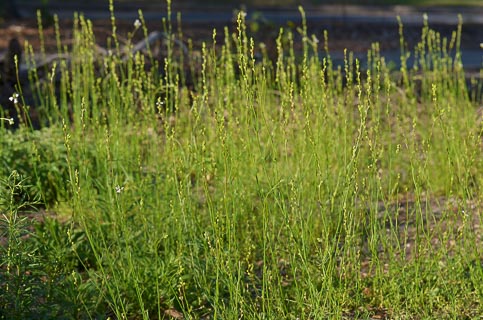 Plant Toadflax Linaria canadensis