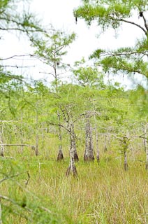 Plant cypress tree in everglades