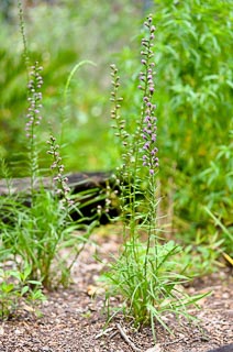 Plant liatris spicata