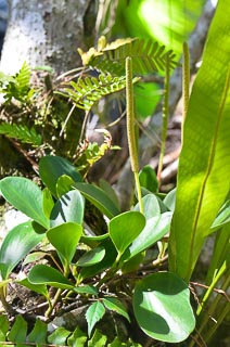 Plant peperomia Facahatchee slough