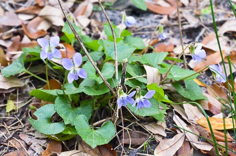 Plant viola sp. 