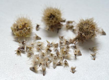 Seeds Gaillardia