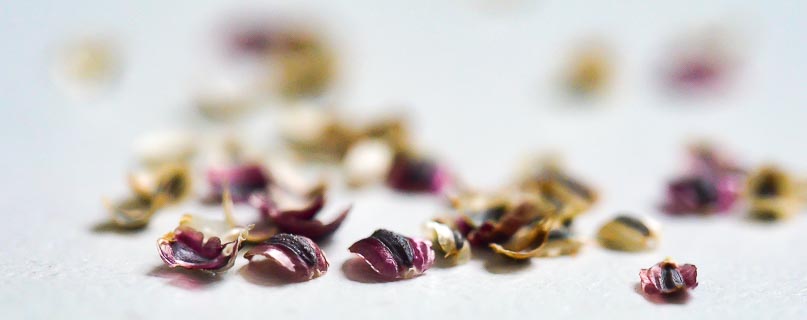 Seeds coreopsis