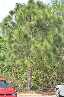 Tree pine