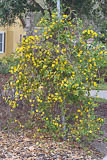 Winter blooming vine Carolina jessamine, Gelsemium sempervirens