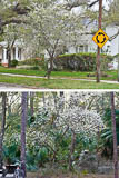 Spring blooming plum tree, Prunus umbellata