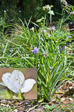 Pollinator attractor Spiderwort in purple, Tradescantia ohiensis